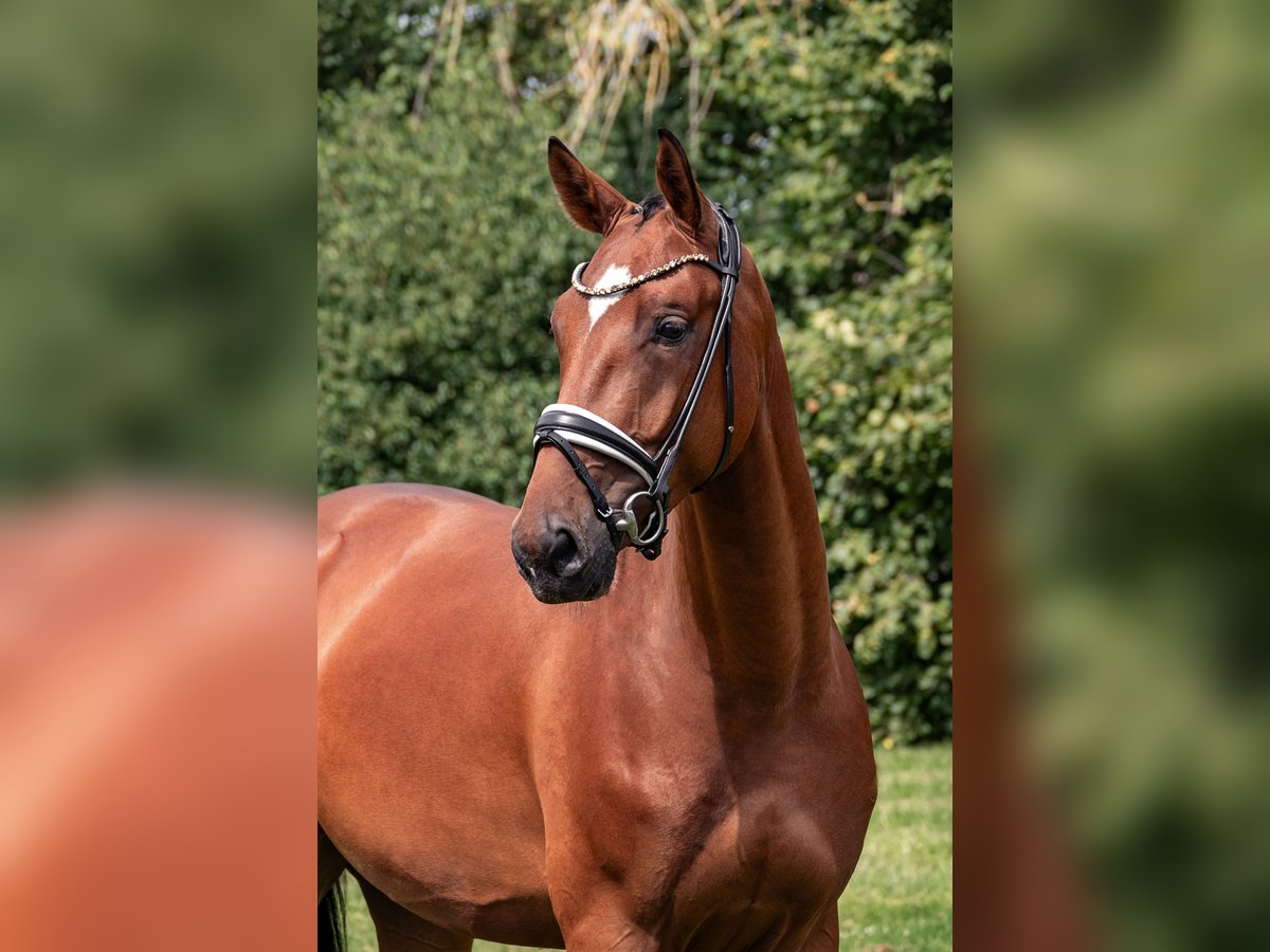 Westfalisk häst Valack 3 år 170 cm Brun in Lippetal