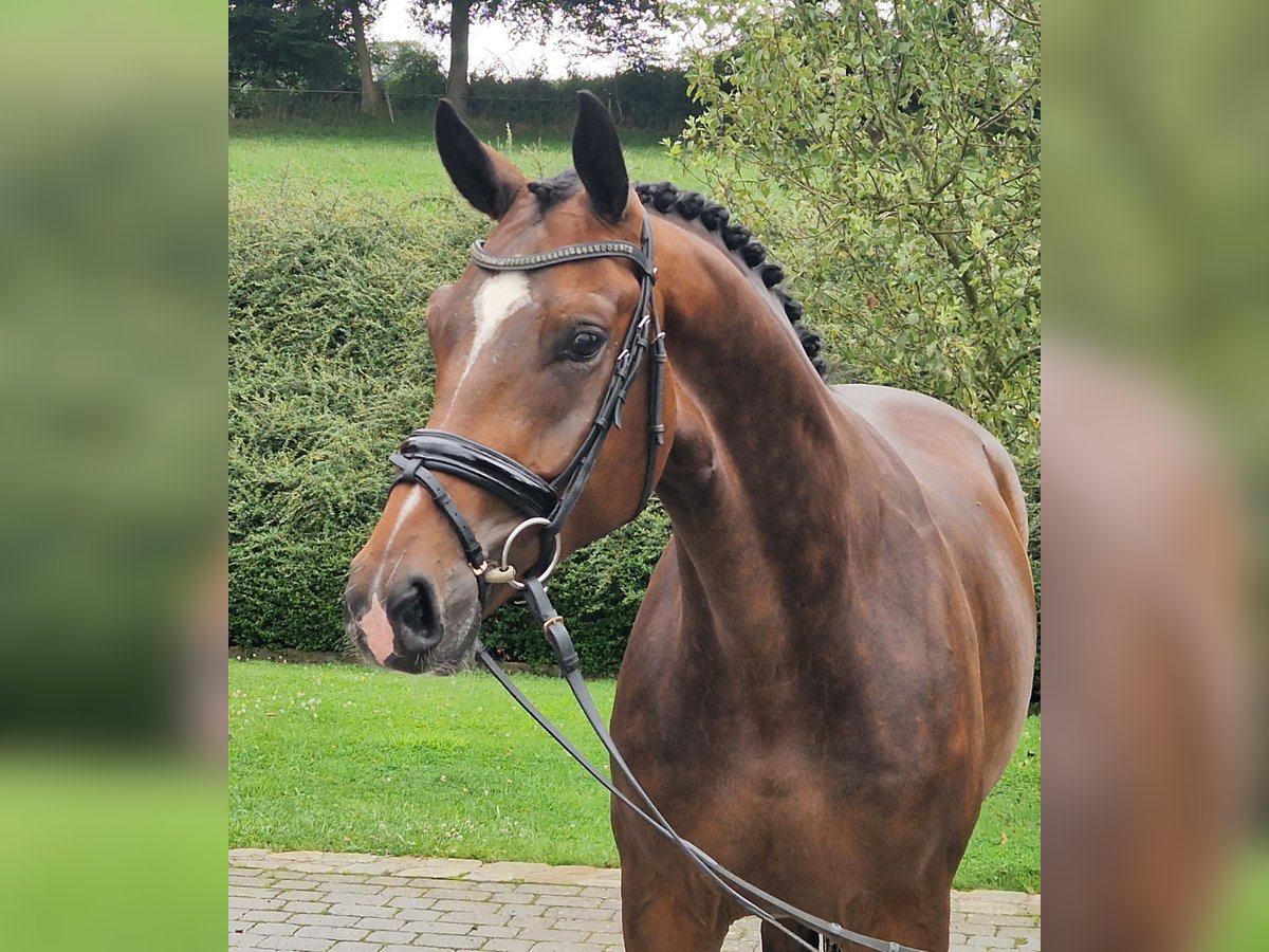 Westfalisk häst Valack 4 år 168 cm Brun in Ostercappeln