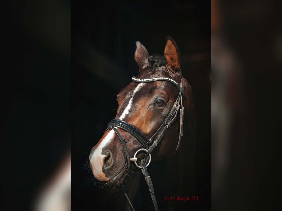 Westfalisk häst Valack 4 år 168 cm Mörkbrun in Greven