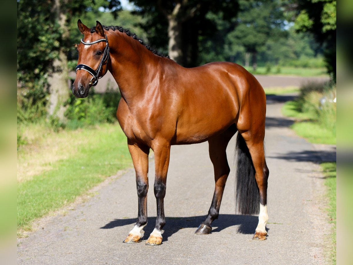 Westfalisk häst Valack 4 år 168 cm Svart in Rees