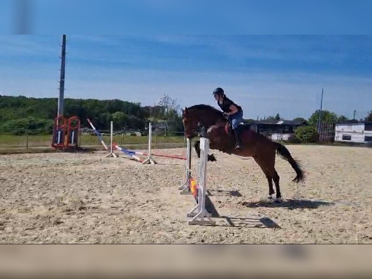 Westfalisk häst Valack 4 år 172 cm Brun in Windeck