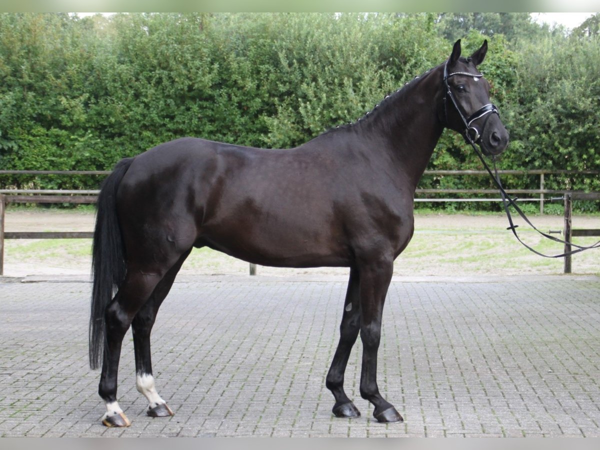 Westfalisk häst Valack 5 år 169 cm Svart in Gronau (Westfalen)Gronau