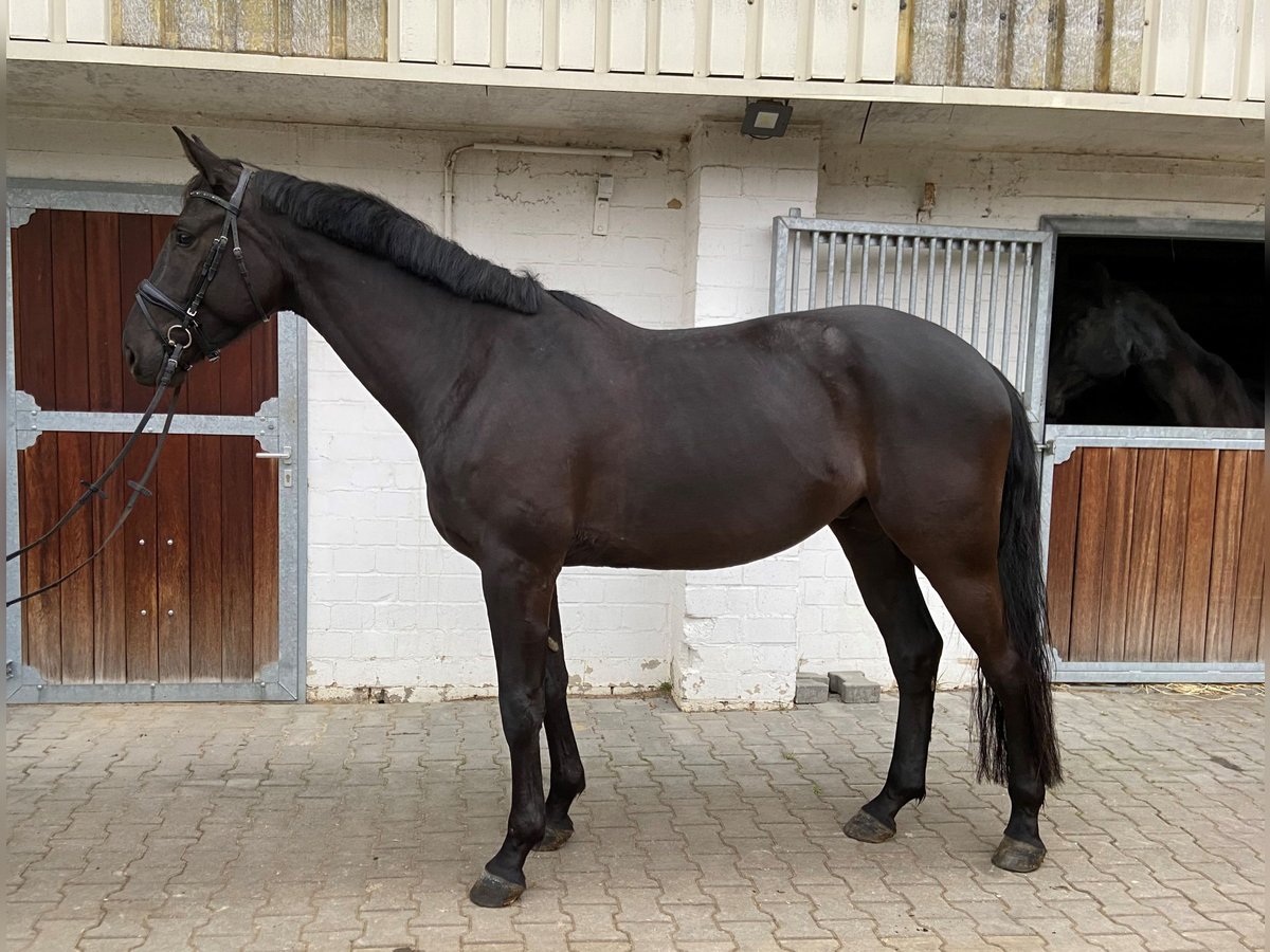 Westfalisk häst Valack 5 år 170 cm Rökfärgad svart in Viersen