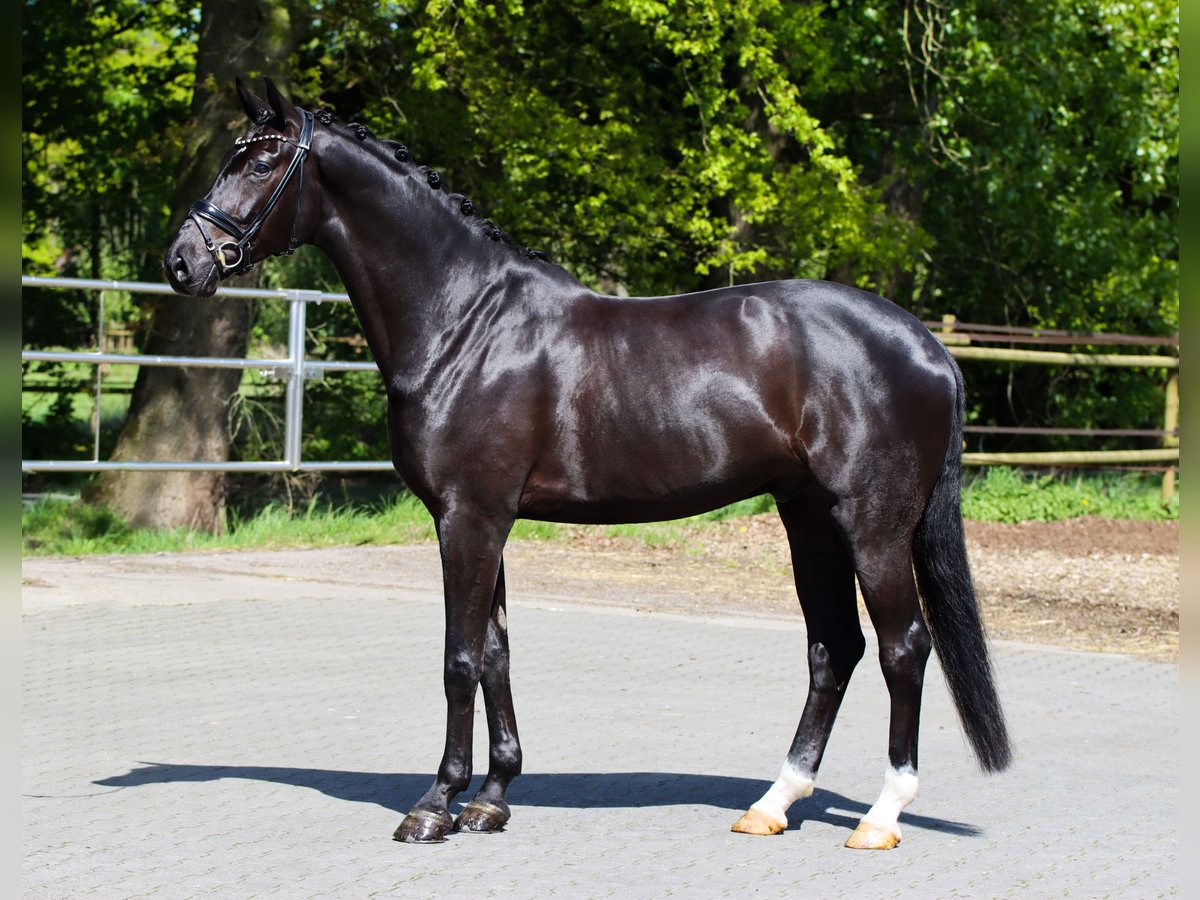 Westfalisk häst Valack 5 år 178 cm Svart in Lienen
