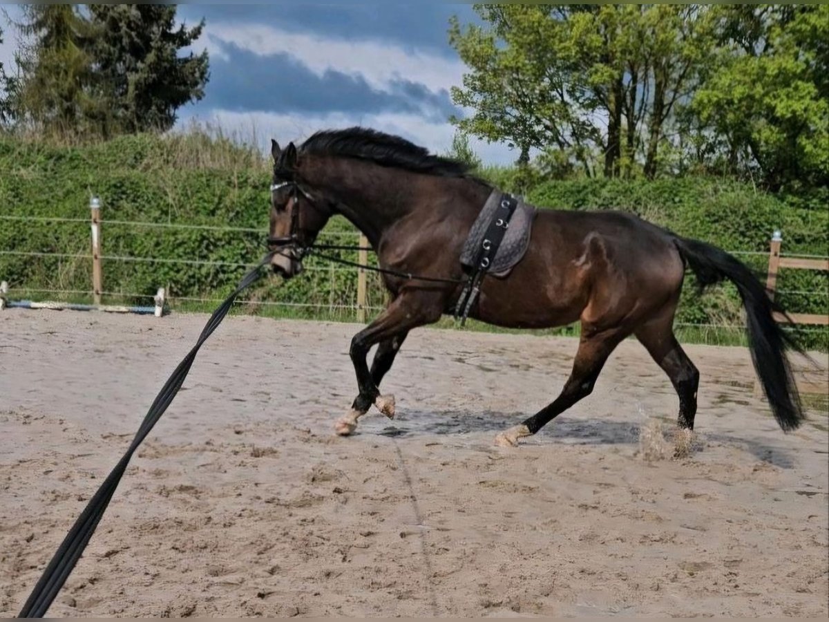 Westfalisk häst Valack 5 år 184 cm Brun in Halle