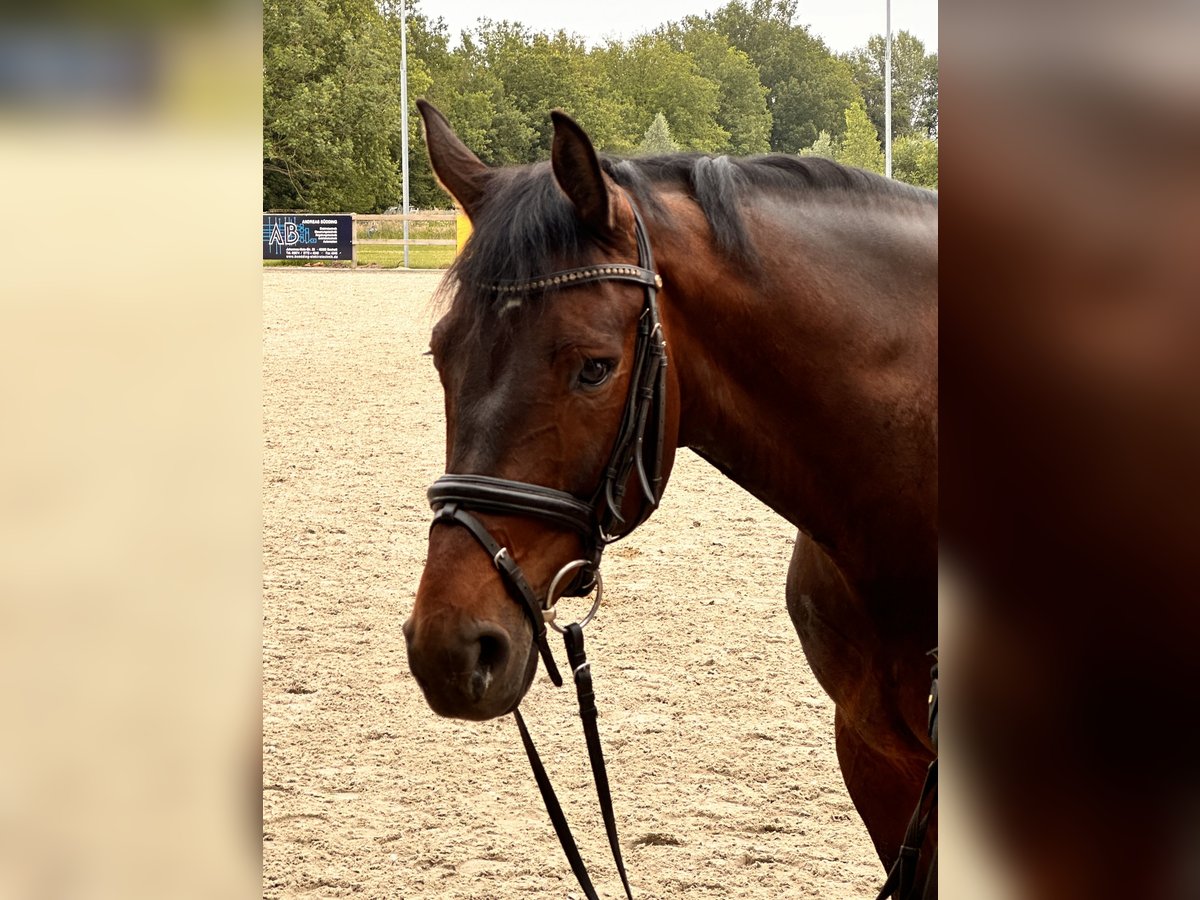 Westfalisk häst Valack 6 år 168 cm Mörkbrun in Bocholt