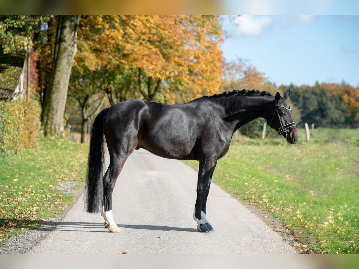 Westfalisk häst Valack 6 år 174 cm Mörkbrun in Paderborn