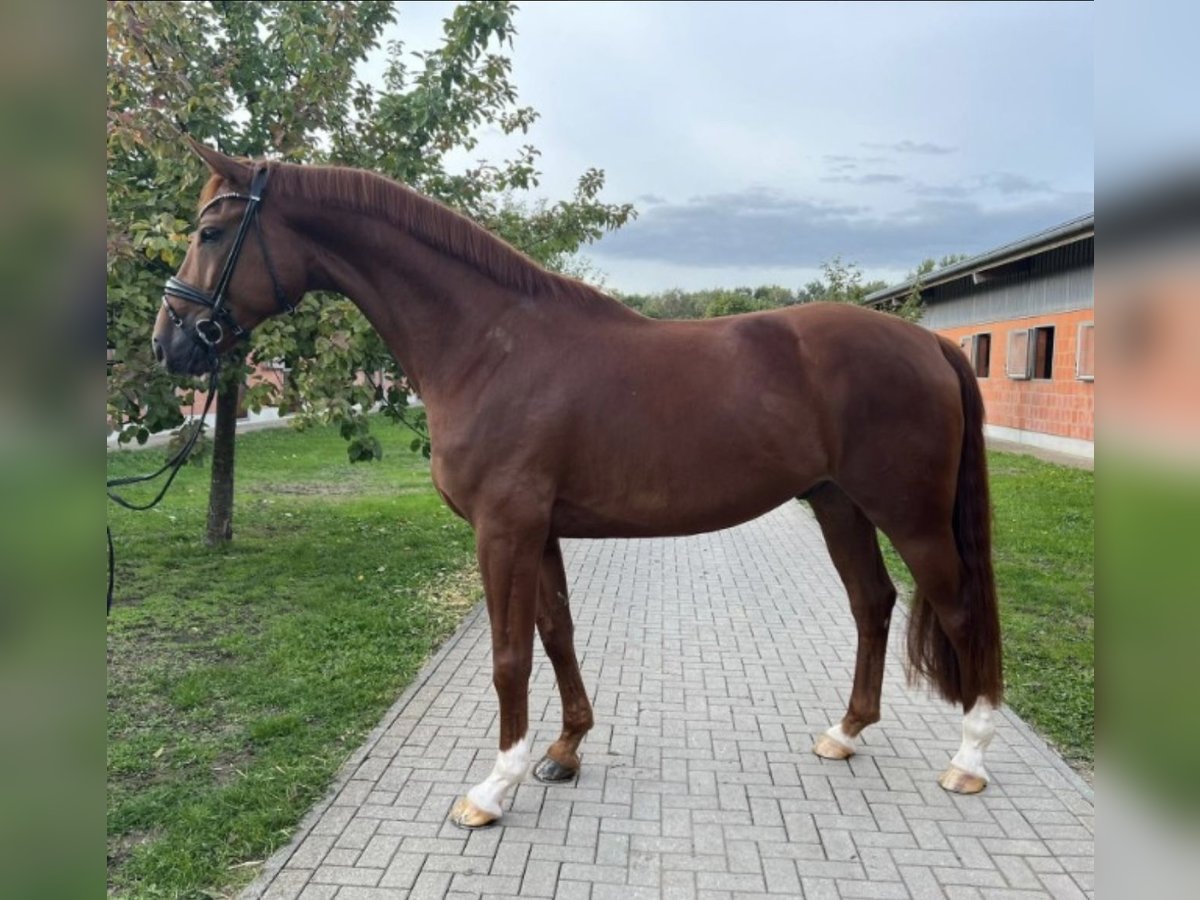 Westfalisk häst Valack 7 år 178 cm Fux in Mülheim-Kärlich