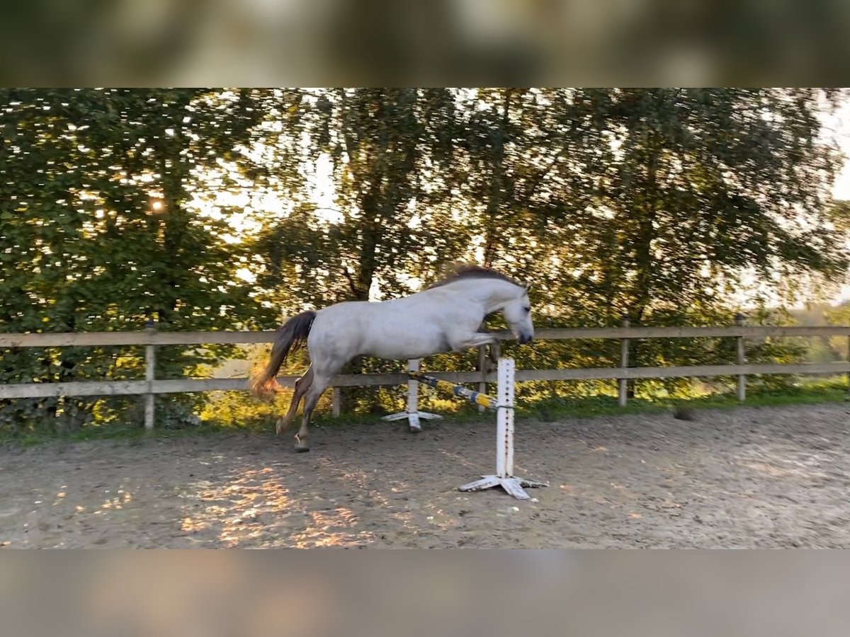 Westfalisk häst Blandning Valack 8 år 153 cm Gråskimmel in Radevormwald