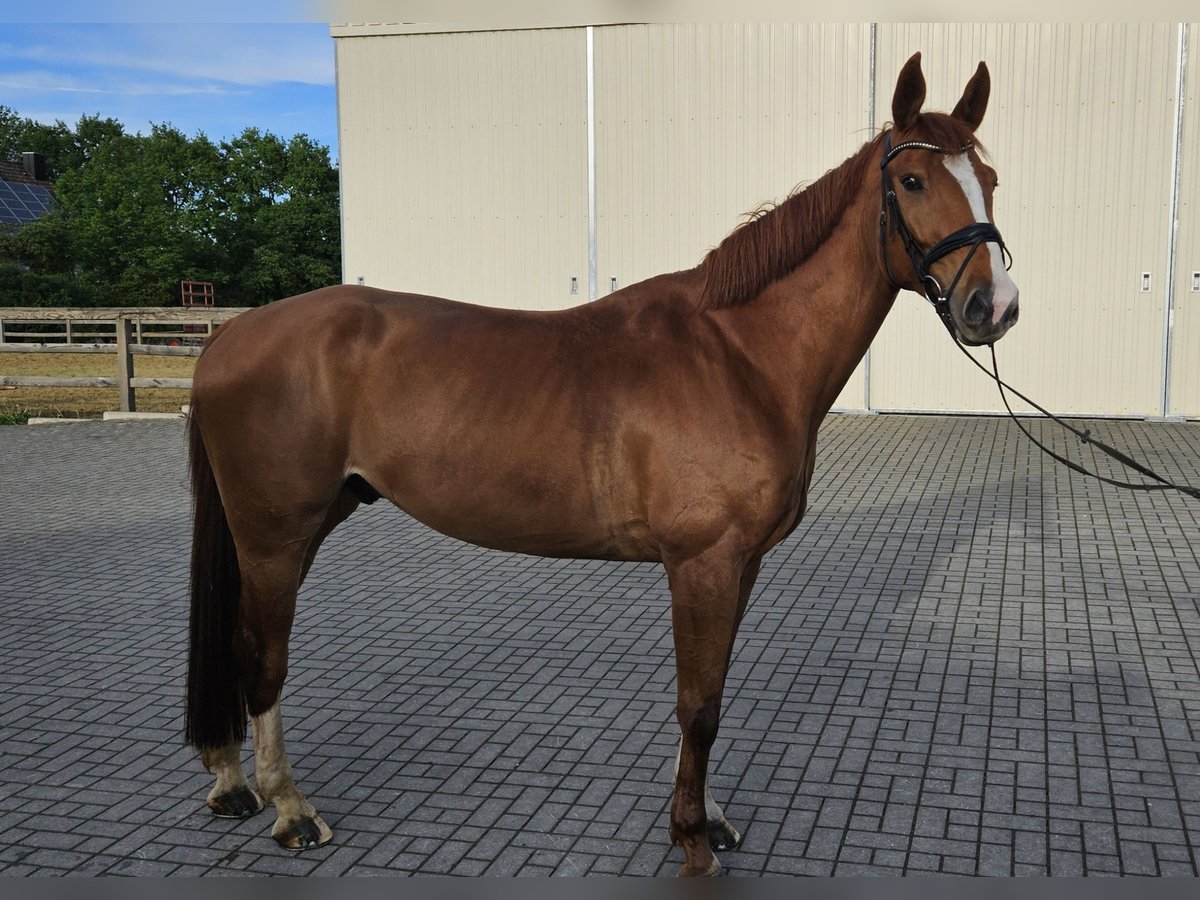 Westfalisk häst Valack 8 år 172 cm fux in Nürnberg