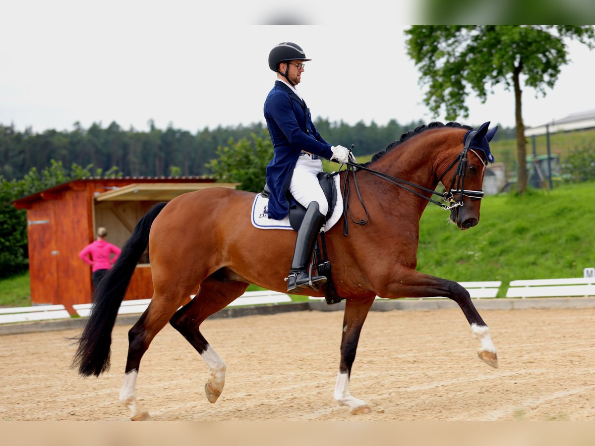 Westfalisk häst Valack 8 år 178 cm Brun in Röttingen