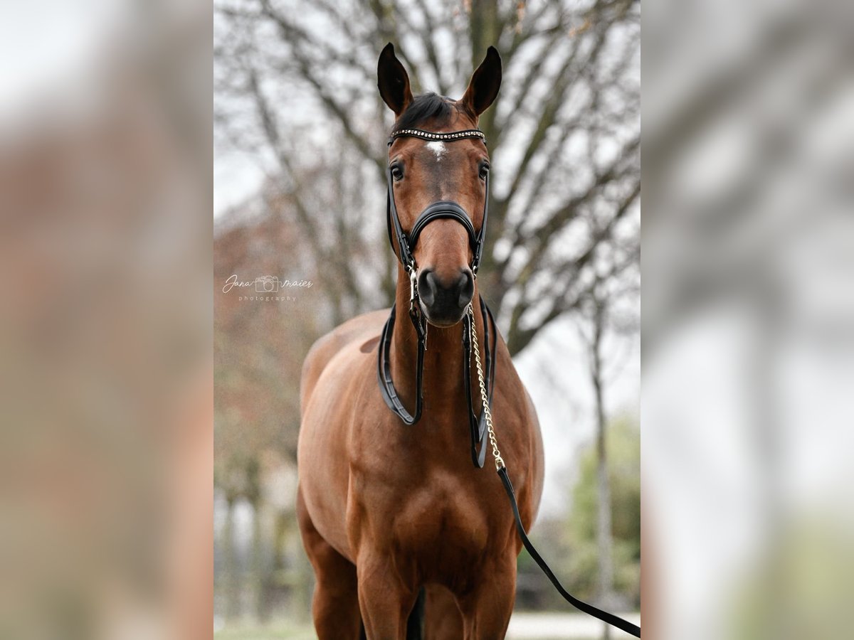 Westfalisk häst Valack 9 år 178 cm Brun in Pulheim
