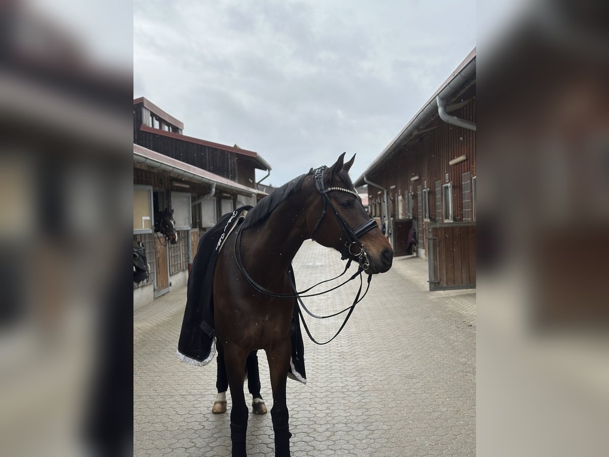 Westfalisk häst Valack 9 år in Aying