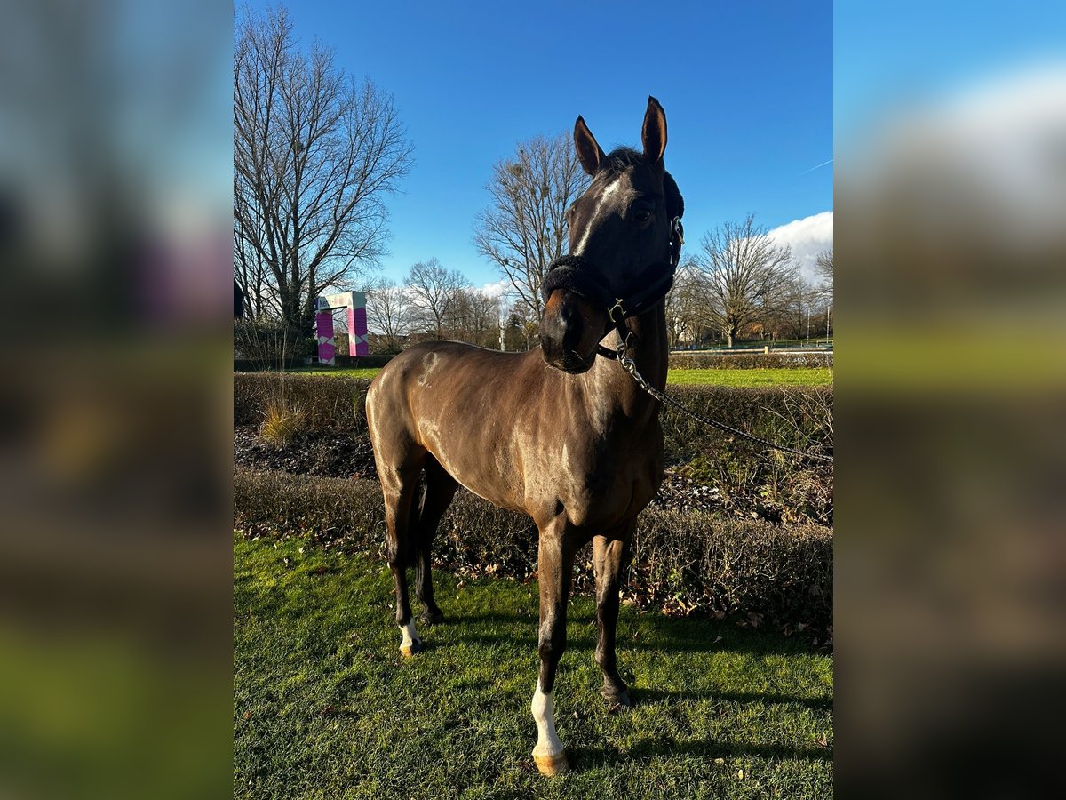 Westphalian Gelding 10 years 15,3 hh Brown in Darmstadt