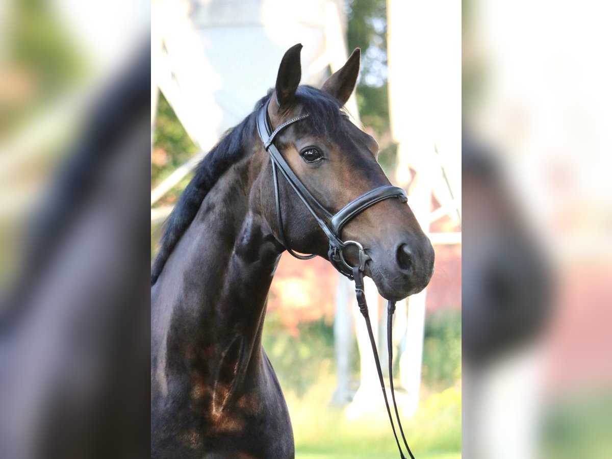 Westphalian Gelding 10 years 16,1 hh Bay-Dark in Glandorf