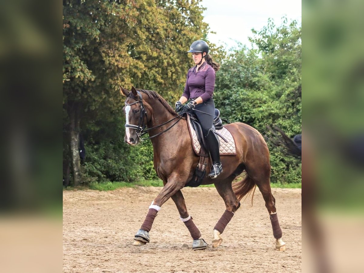 Westphalian Gelding 10 years 16,2 hh Chestnut in Velbert