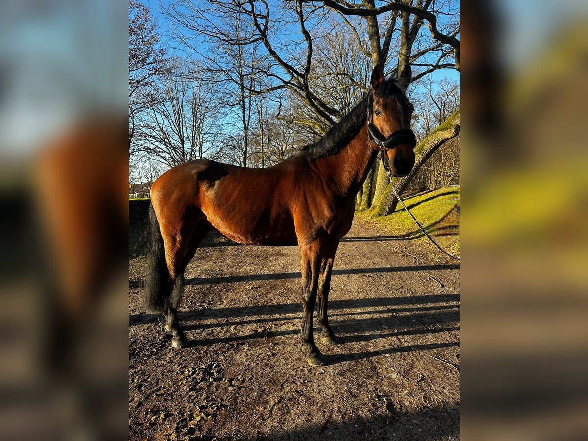 Westphalian Gelding 10 years 16,3 hh Brown in Darmstadt