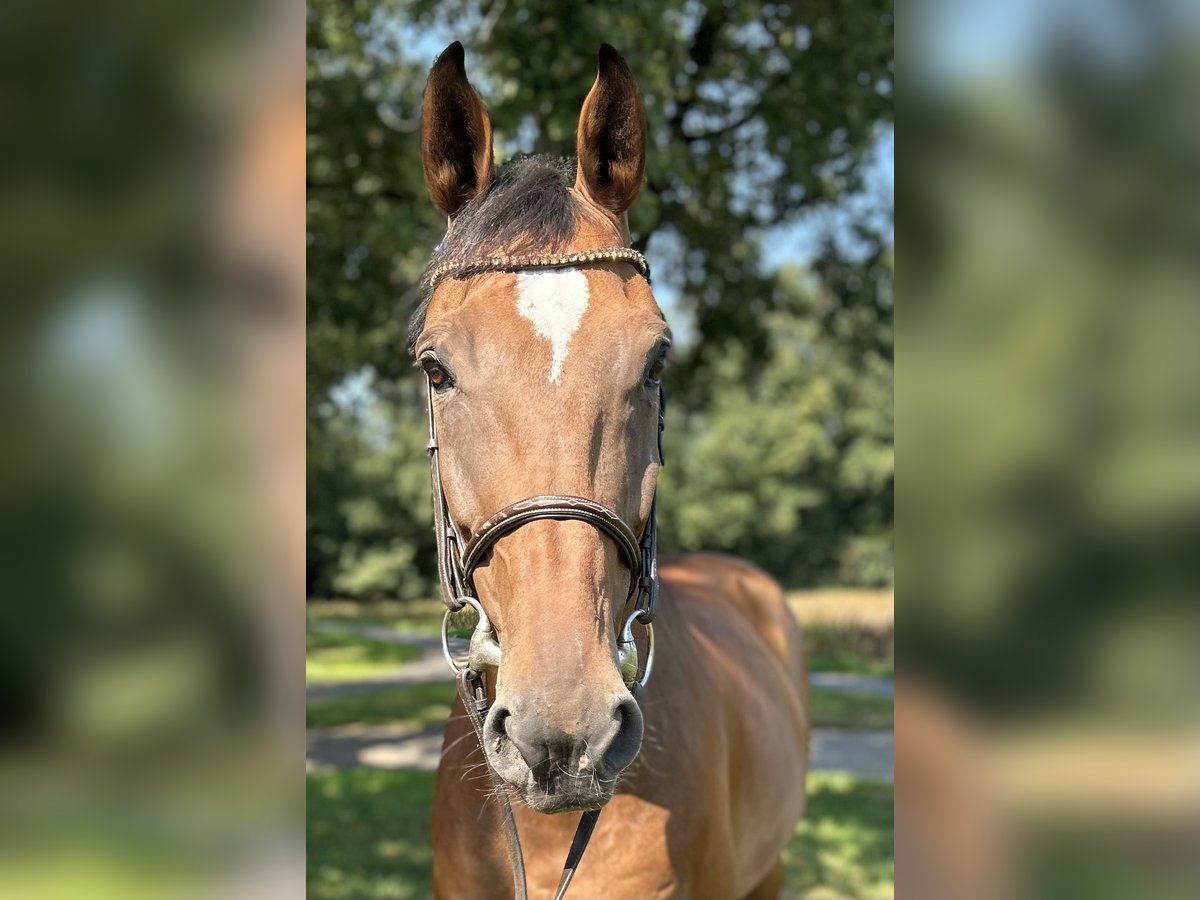 Westphalian Gelding 10 years 16,3 hh Brown in Versmold