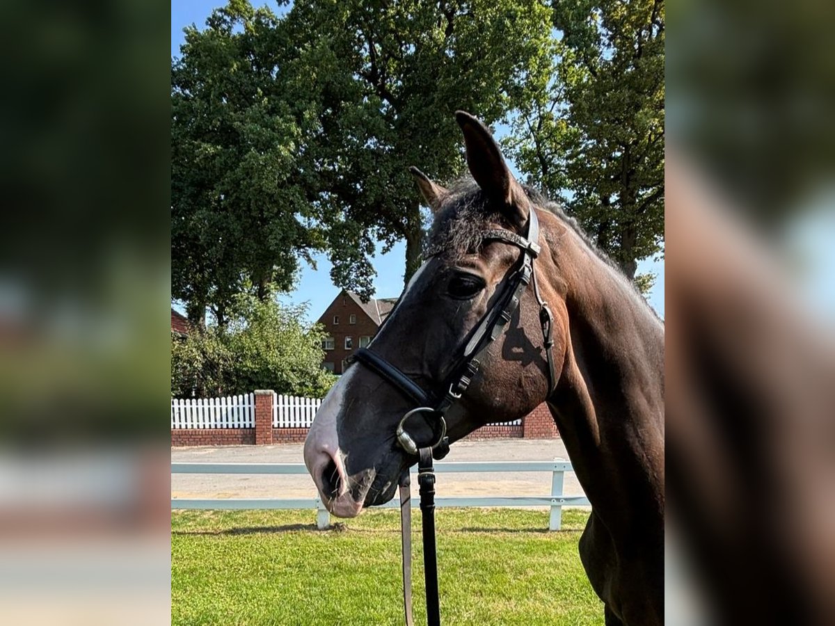 Westphalian Gelding 10 years 16 hh Bay-Dark in Bad Laer