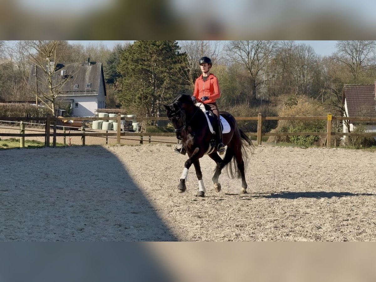 Westphalian Gelding 10 years 16,2 hh Black in Bochum