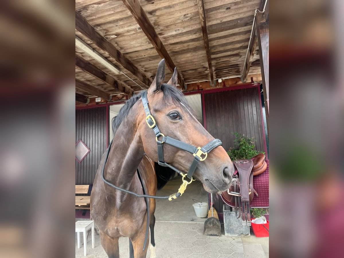 Westphalian Gelding 10 years 17,1 hh Bay-Dark in Wollerau