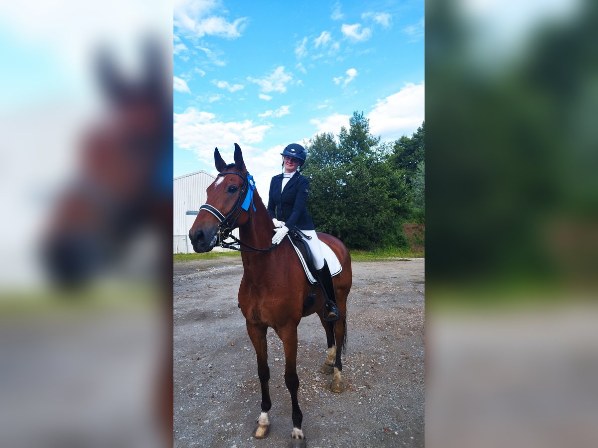 Westphalian Gelding 10 years 17,2 hh Brown in Lippstadt