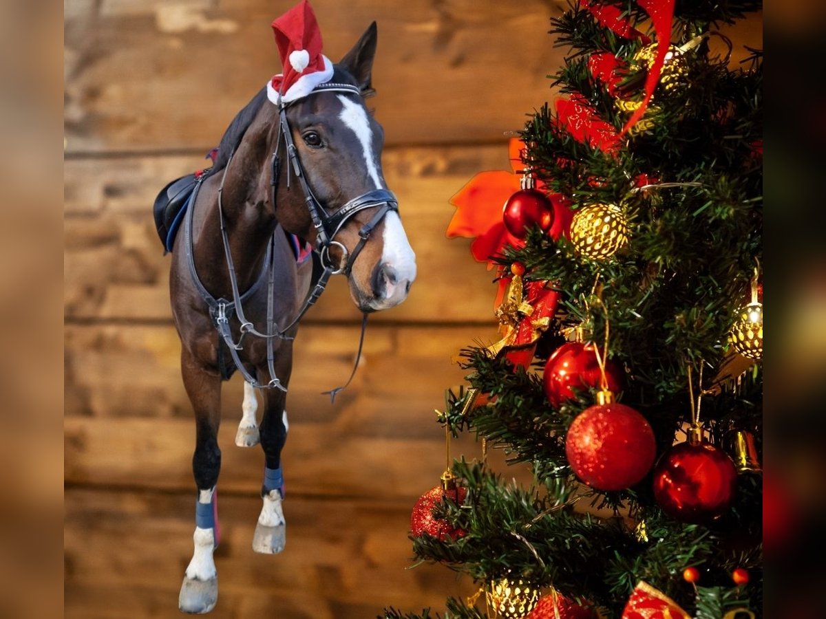 Westphalian Gelding 10 years 17,2 hh Brown in Gelsenkirchen