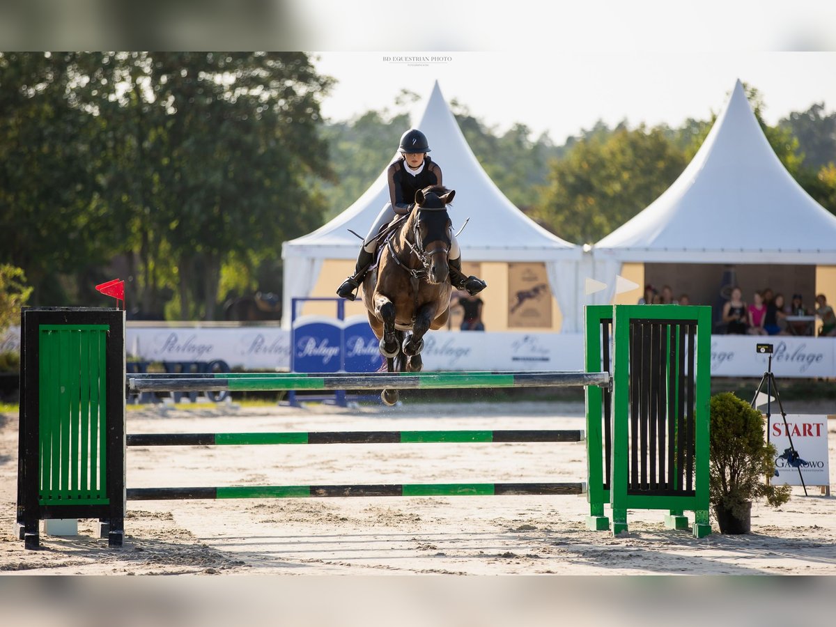 Westphalian Gelding 10 years 17 hh Brown in Frombork