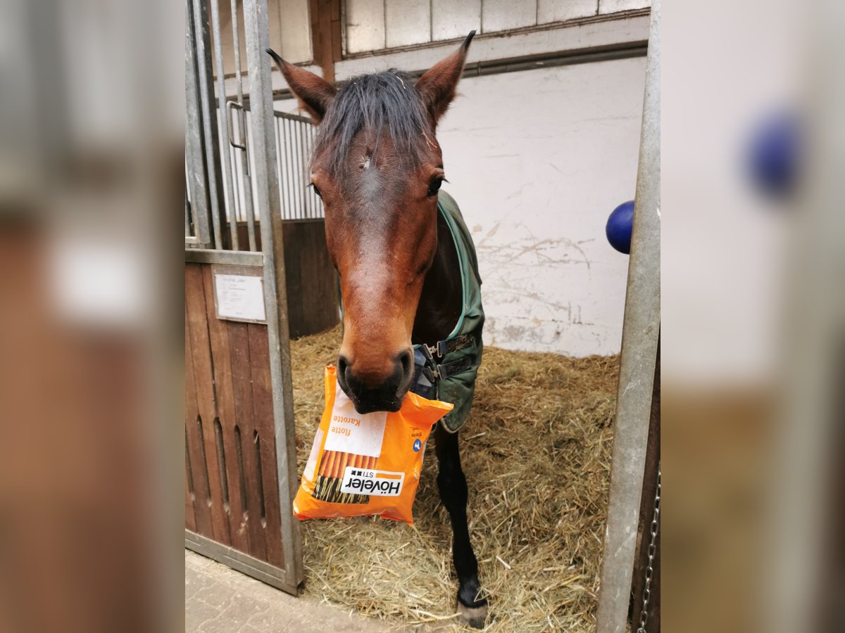 Westphalian Gelding 11 years 16 hh Brown in Wemding