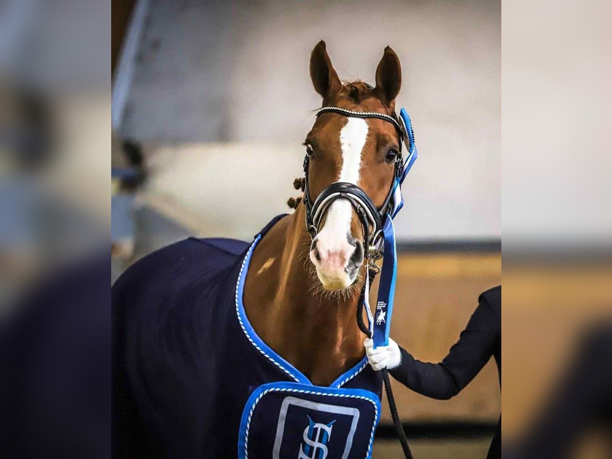Westphalian Gelding 11 years 16 hh Chestnut-Red in Saint Remy de provence