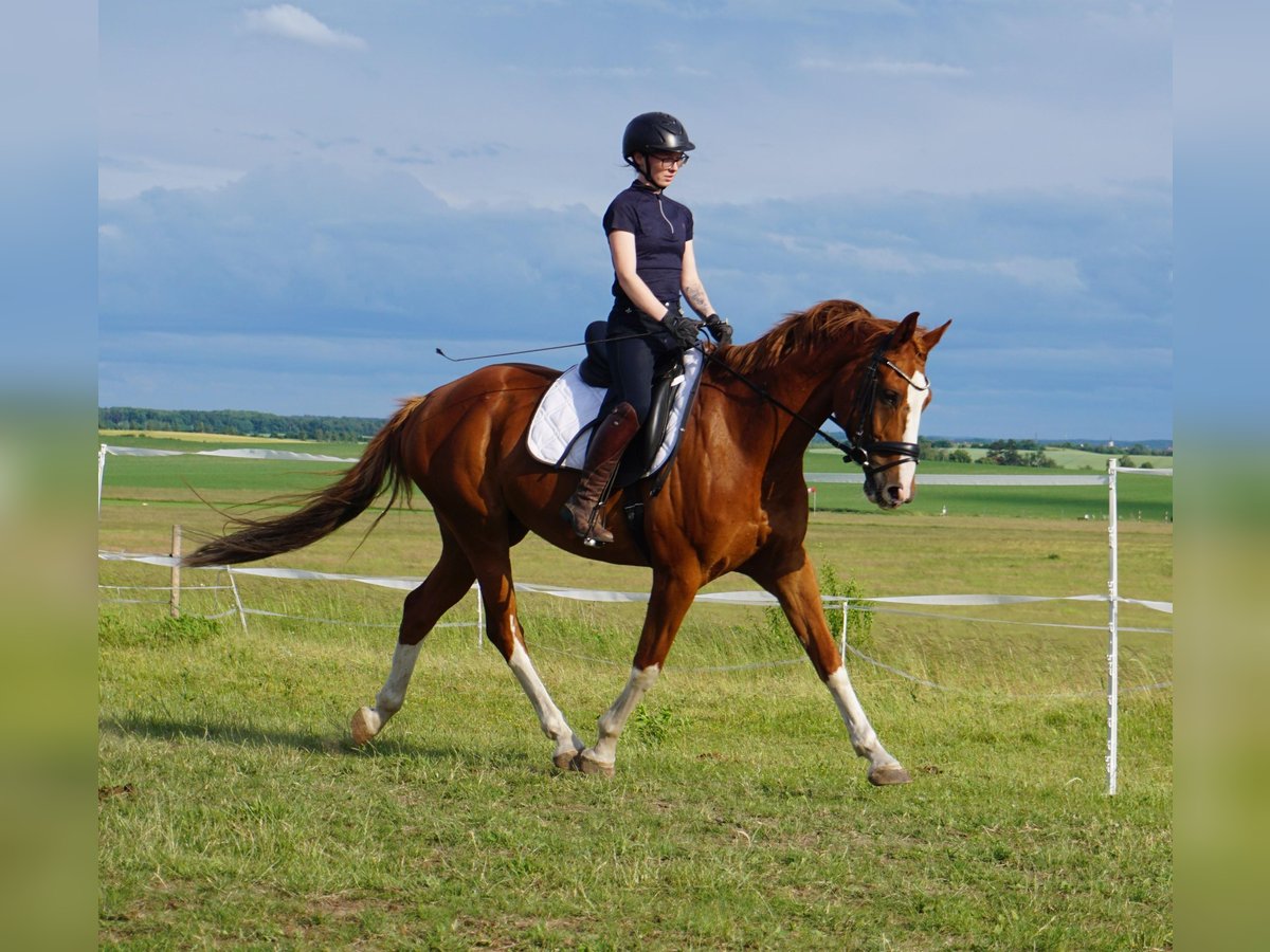 Westphalian Gelding 11 years 16 hh Chestnut-Red in Leipzig