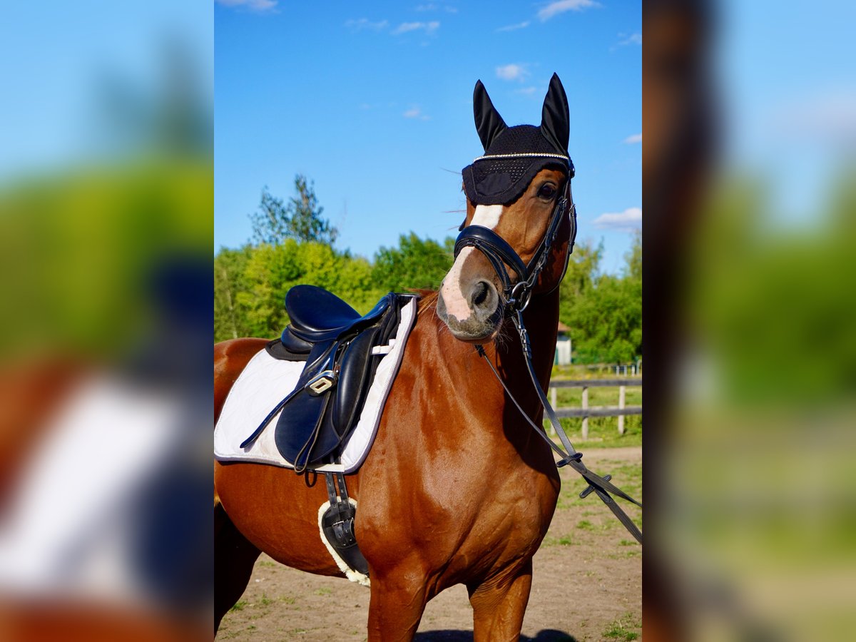 Westphalian Gelding 11 years 16 hh Chestnut-Red in Leipzig