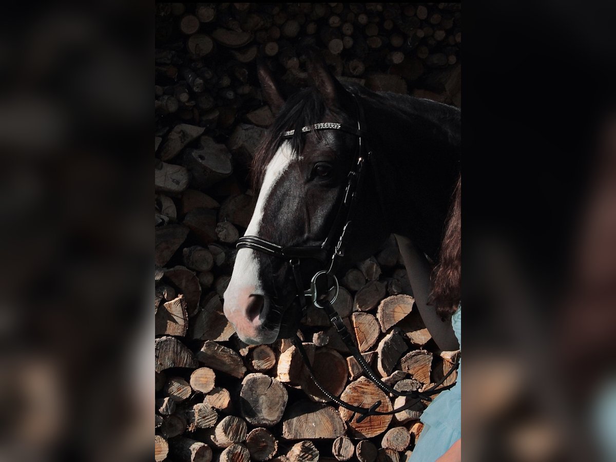 Westphalian Gelding 11 years 16,1 hh Black in Cuxhaven