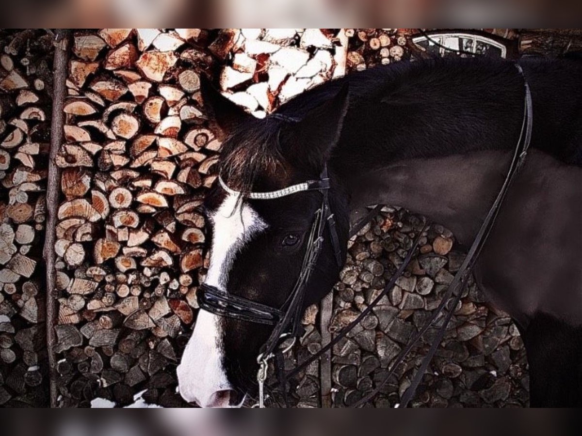 Westphalian Gelding 11 years 16,1 hh Black in Cuxhaven