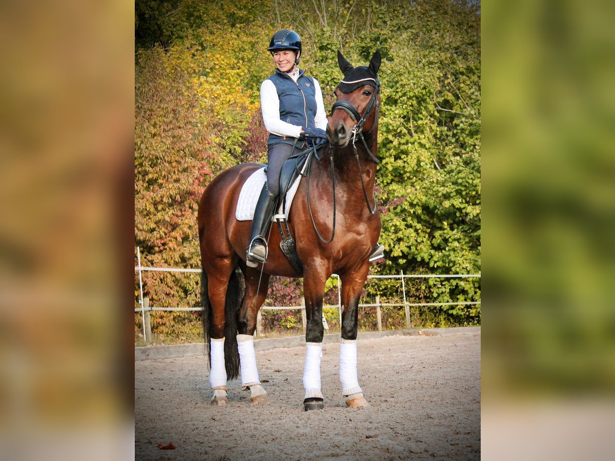 Westphalian Gelding 11 years 16,2 hh Brown in Brunn