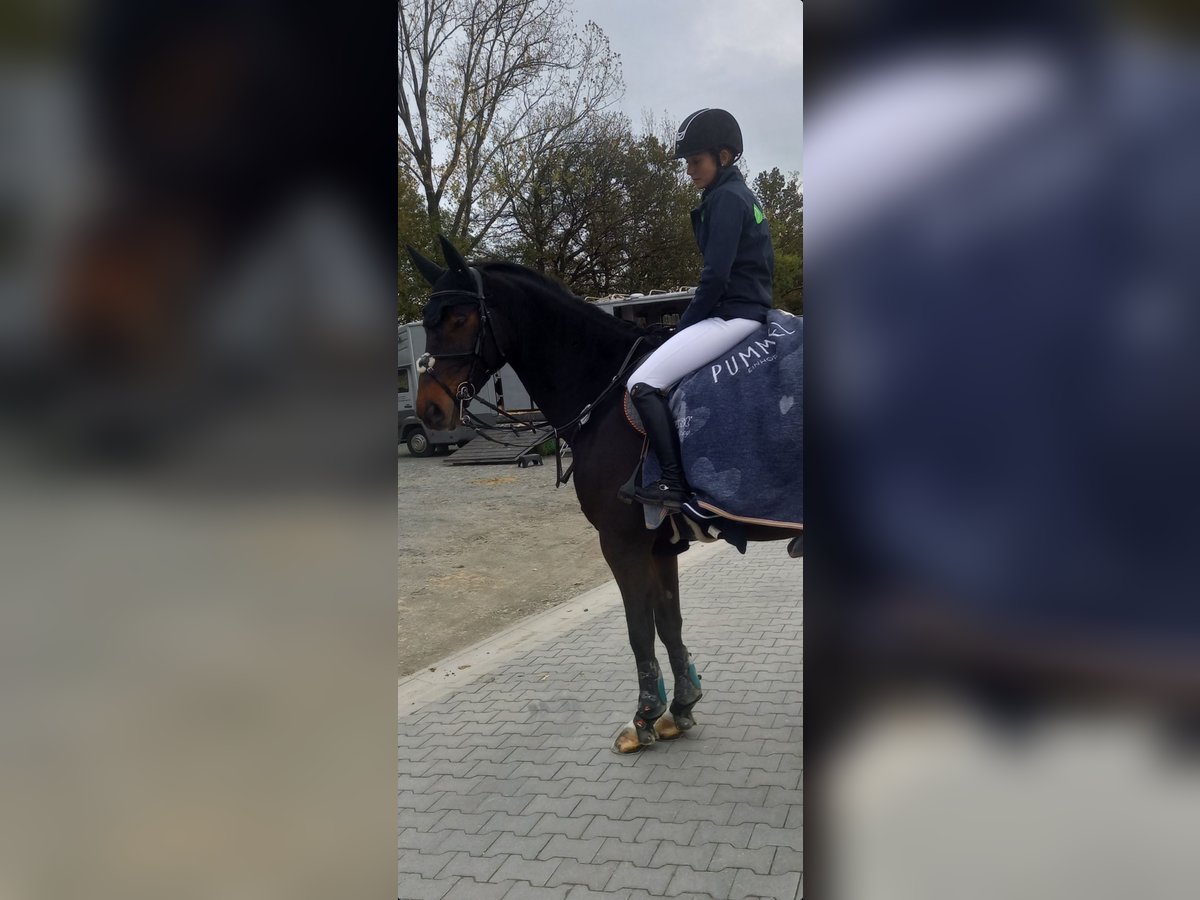 Westphalian Gelding 11 years 17 hh Bay-Dark in Versmold