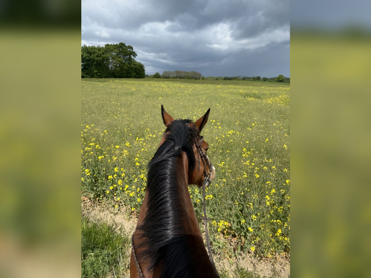 Westphalian Gelding 11 years 17,3 hh Brown in L&#xFC;beck