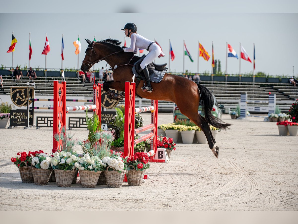 Westphalian Gelding 11 years Brown in Salgen