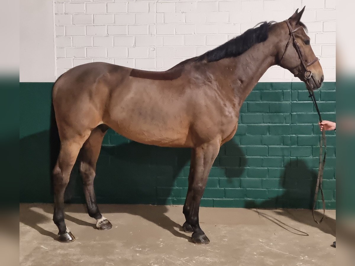 Westphalian Gelding 12 years 16,2 hh Brown in Wettrup