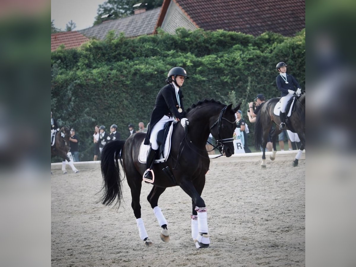 Westphalian Gelding 12 years 16,3 hh Black in Oisnitz