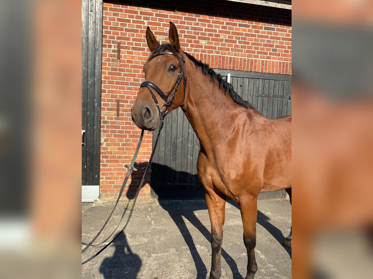 Westphalian Gelding 12 years 16,3 hh in Borken