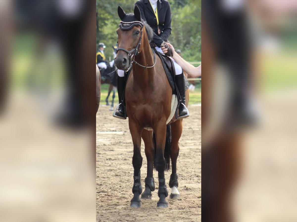 Westphalian Gelding 12 years 16 hh Brown in Krefeld