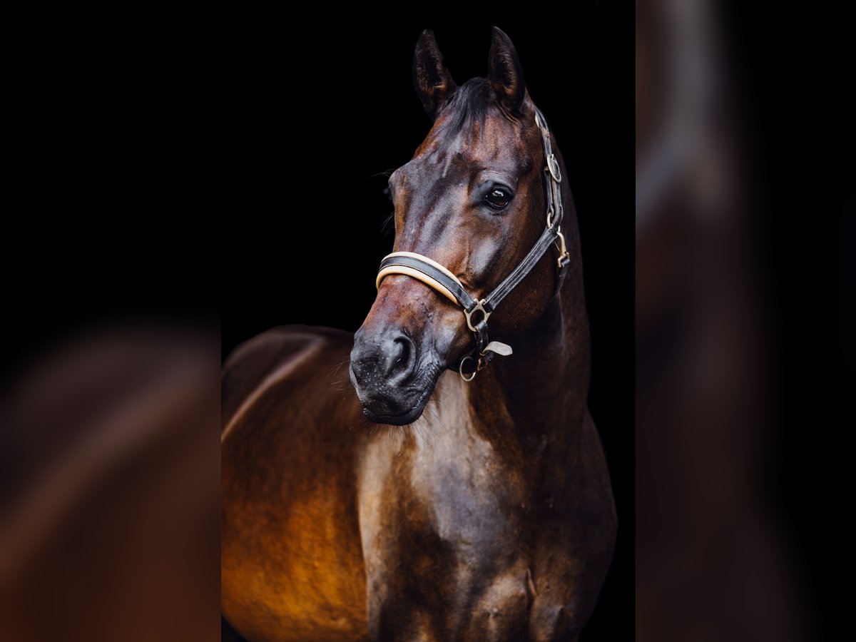 Westphalian Gelding 12 years 16,3 hh Bay-Dark in Wernau