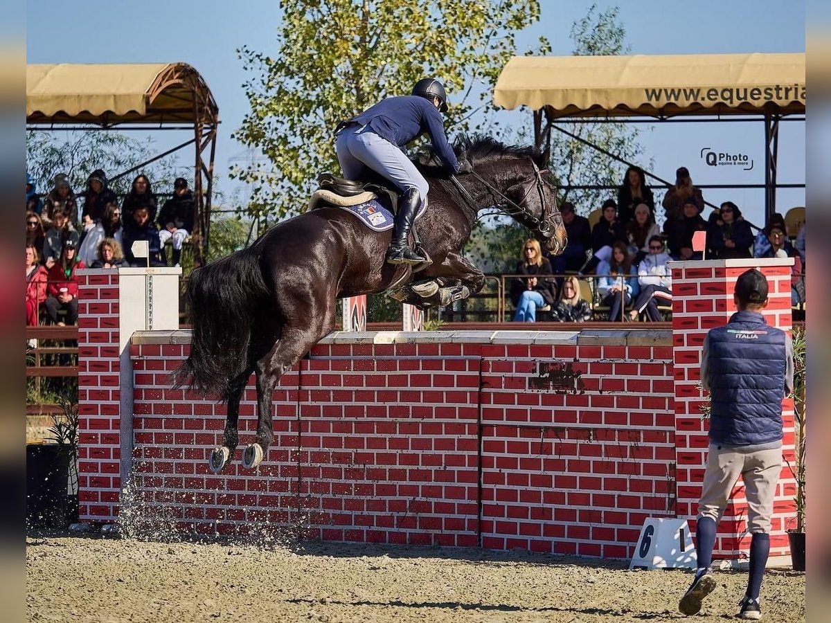 Westphalian Gelding 12 years 16,3 hh Brown in Olari Westphalian Gelding 12 years 16,3 hh Brown in Olari
