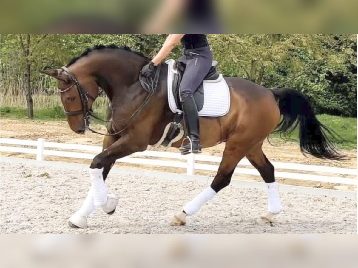 Westphalian Gelding 12 years 17,1 hh Bay in NAVAS DEL MADRONO