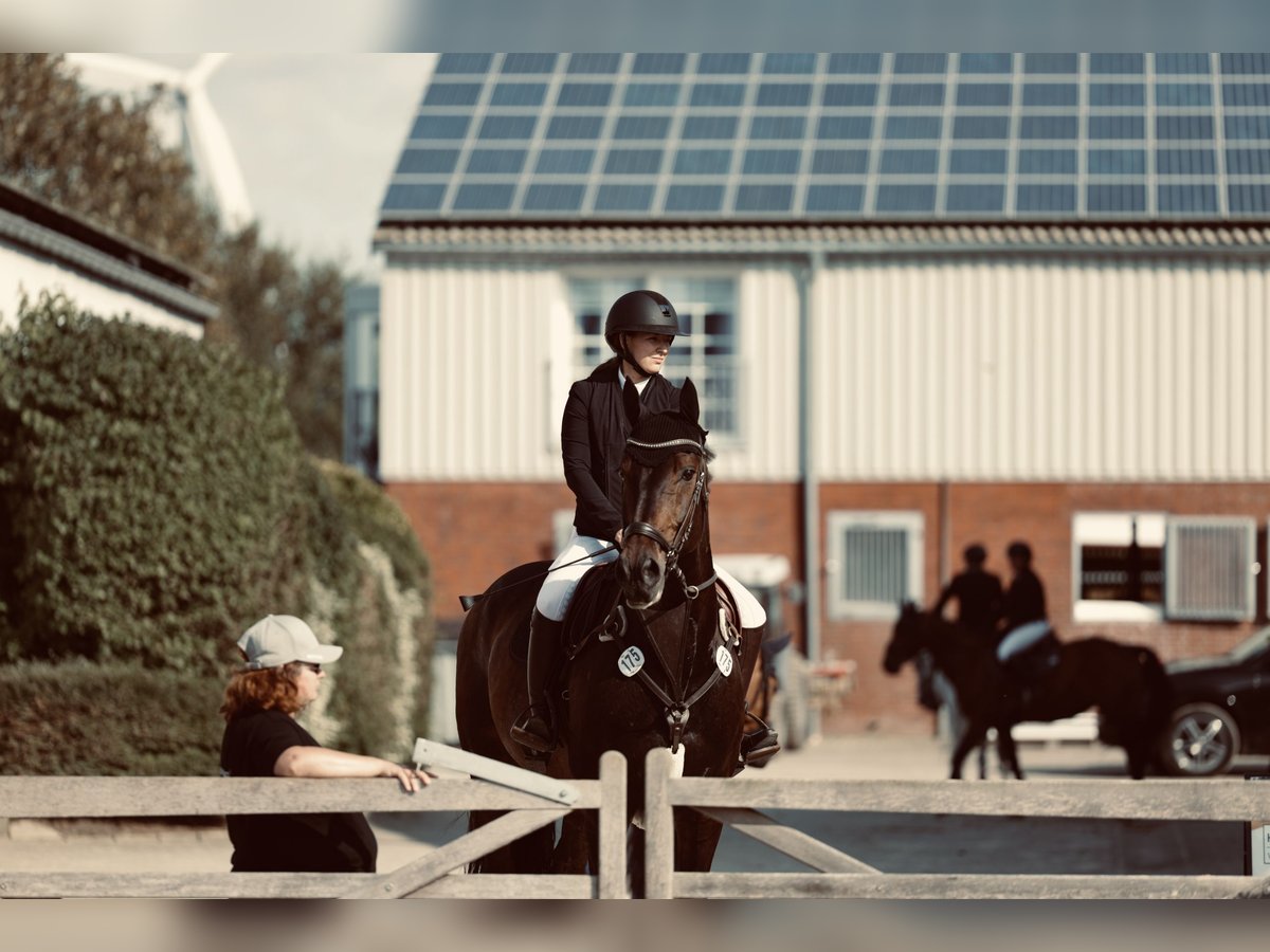 Westphalian Gelding 12 years 17 hh Bay-Dark in Friedrichskoog