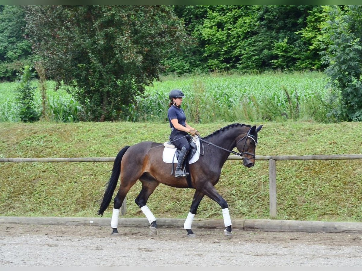 Westphalian Gelding 12 years 17 hh Brown in Wellheim