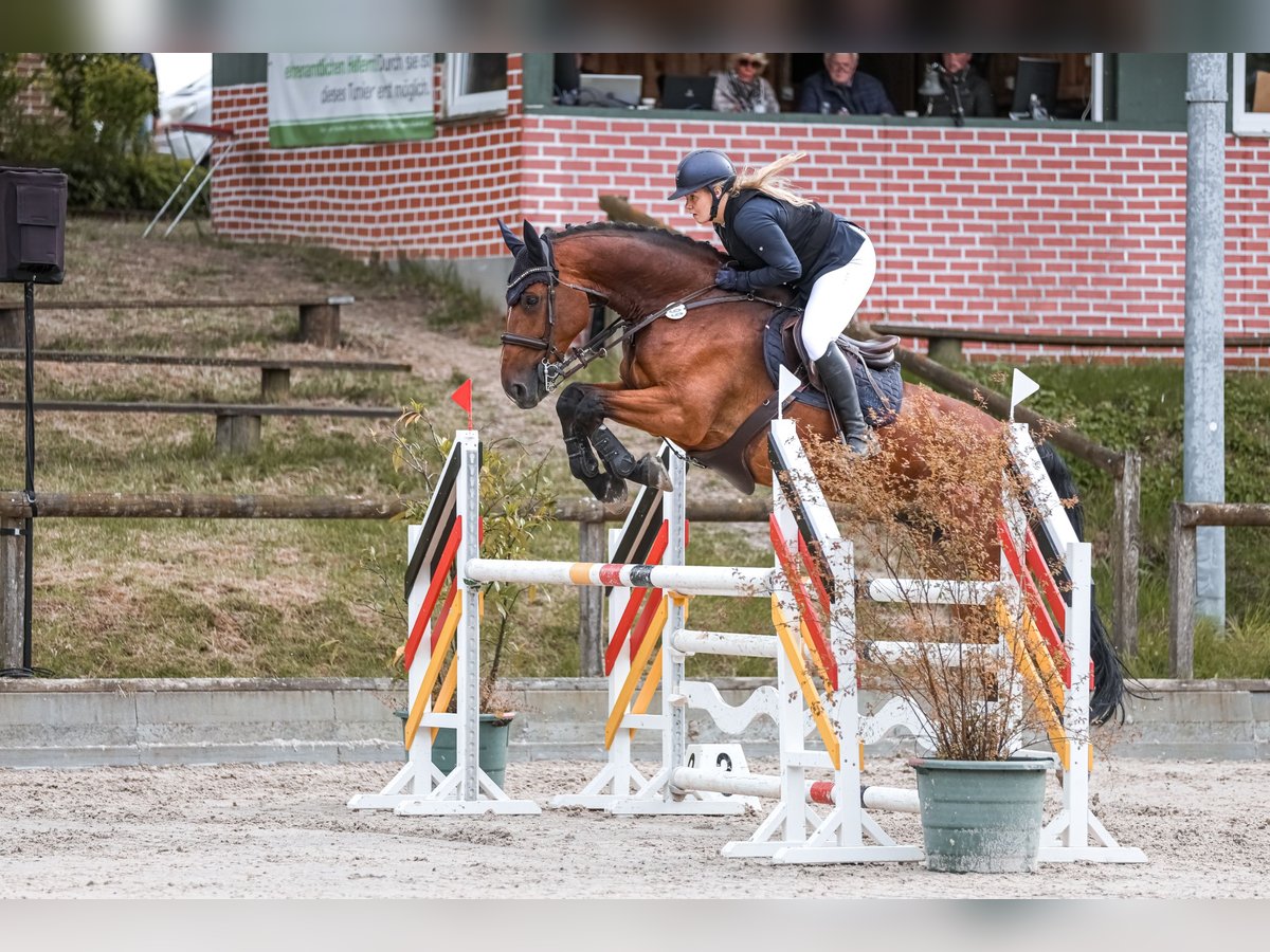 Westphalian Gelding 12 years 17 hh Brown in D&#xFC;sseldorf