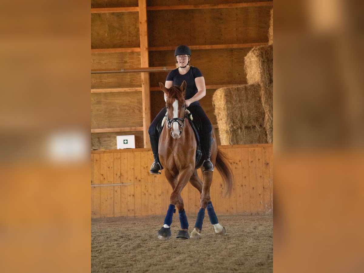 Westphalian Gelding 12 years 17,1 hh Chestnut-Red in Wolfsheim