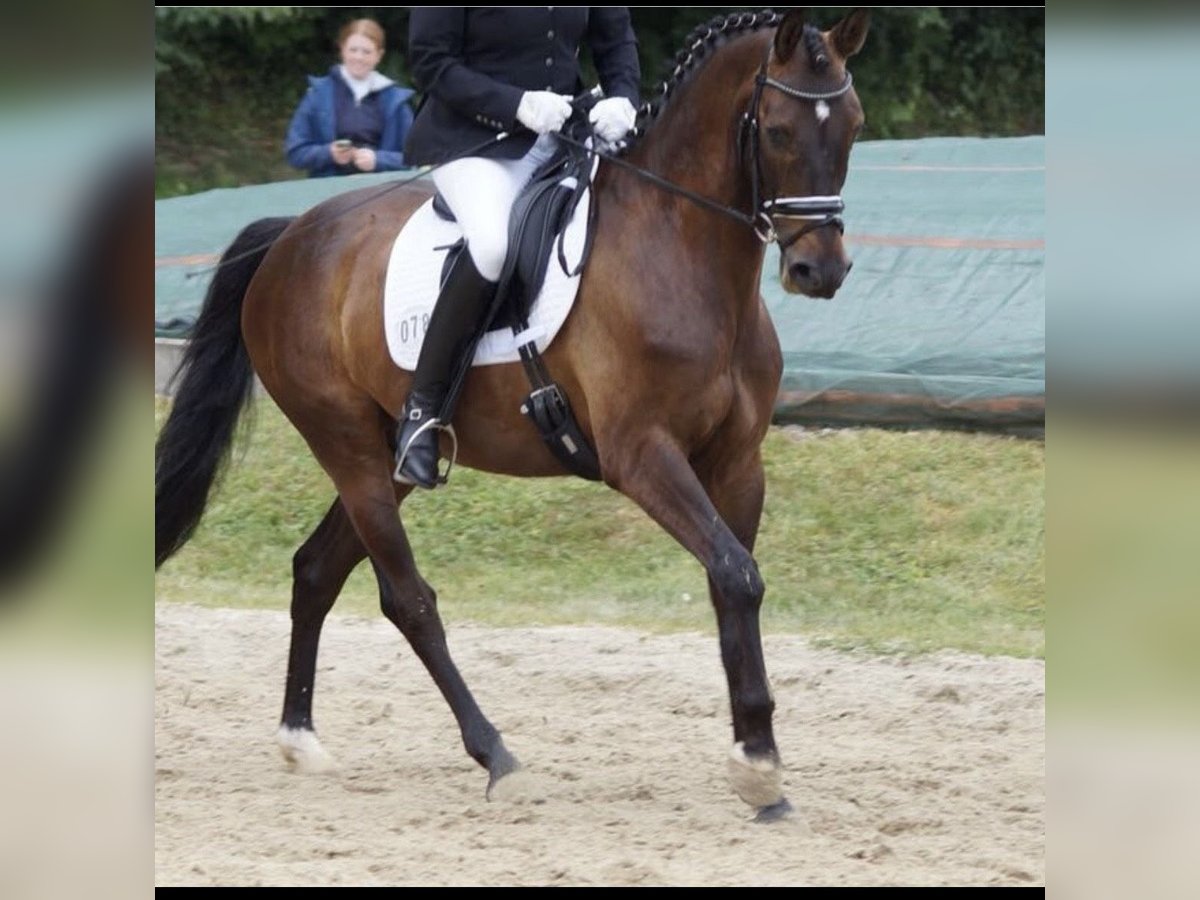 Westphalian Gelding 13 years 15,2 hh Bay-Dark in Dülmen